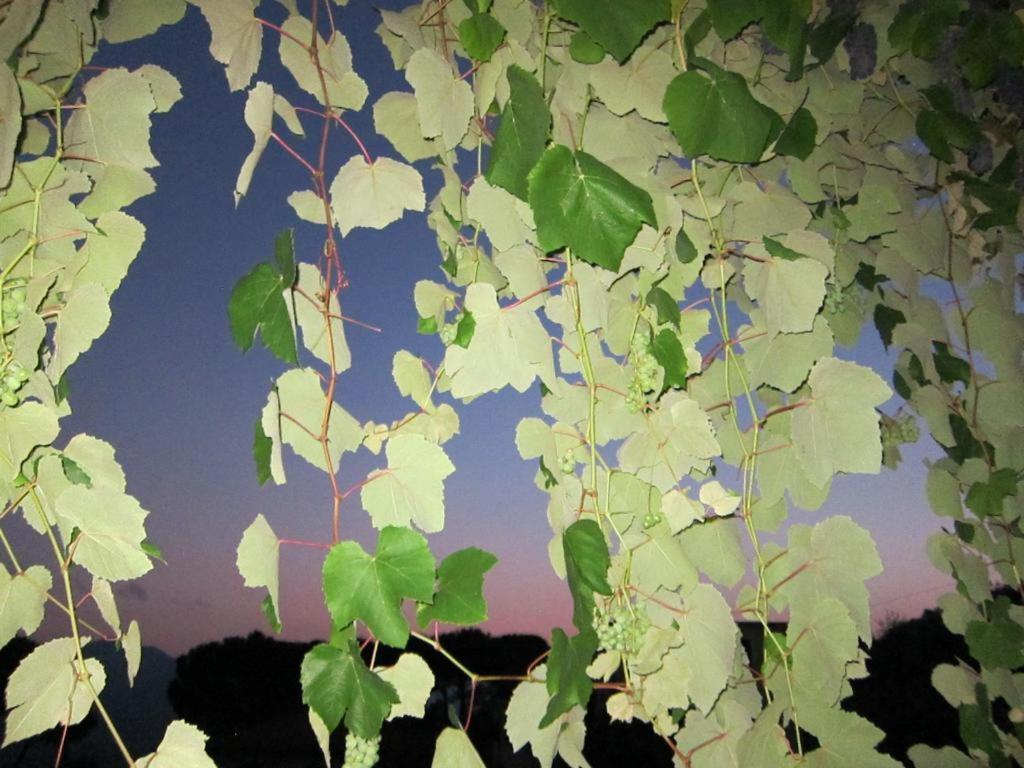 Ligo Bed and Breakfast Villanova d'Albenga Buitenkant foto