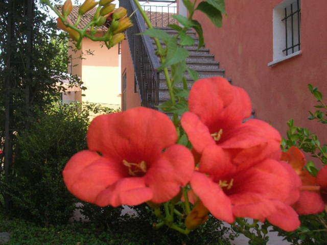 Ligo Bed and Breakfast Villanova d'Albenga Buitenkant foto