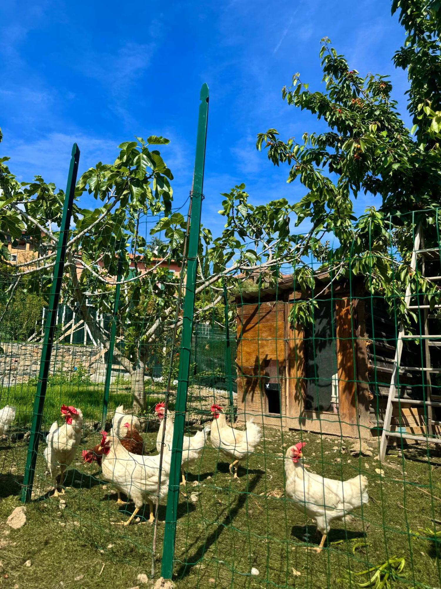 Ligo Bed and Breakfast Villanova d'Albenga Buitenkant foto